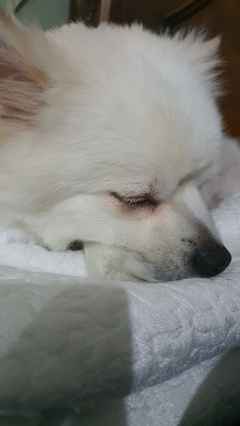 콩이