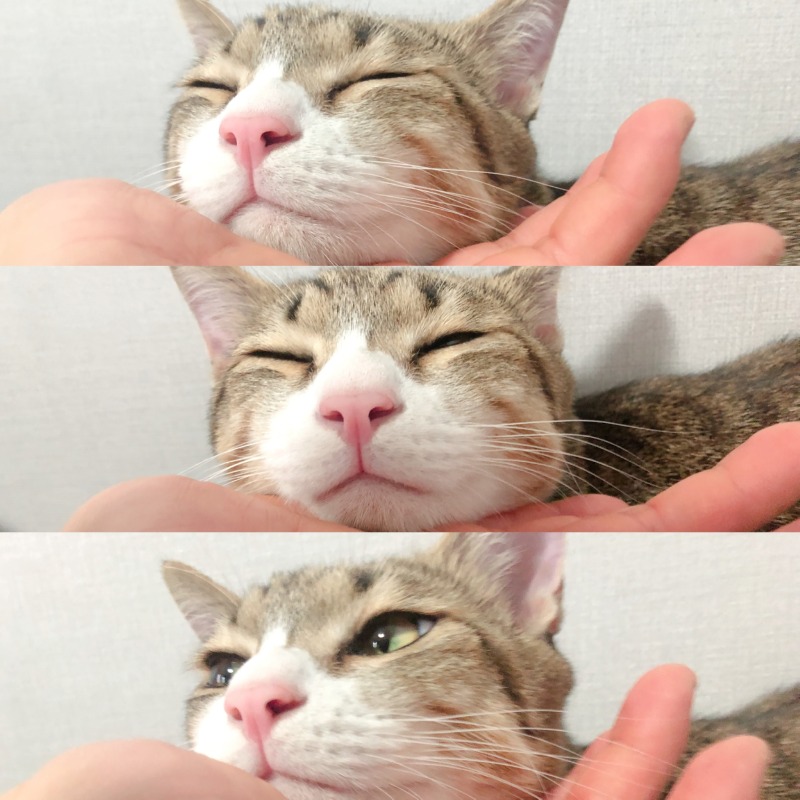치즈에용