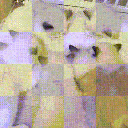 고양이들이 나비라고 불리게 된 이유