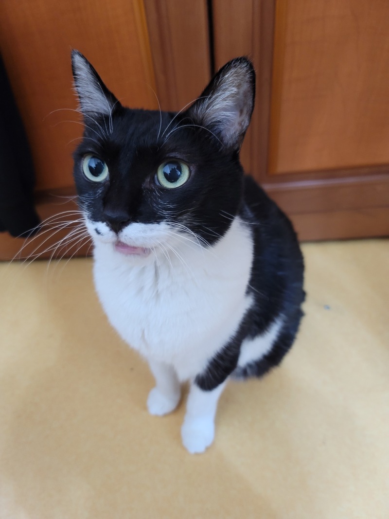 렉시에오