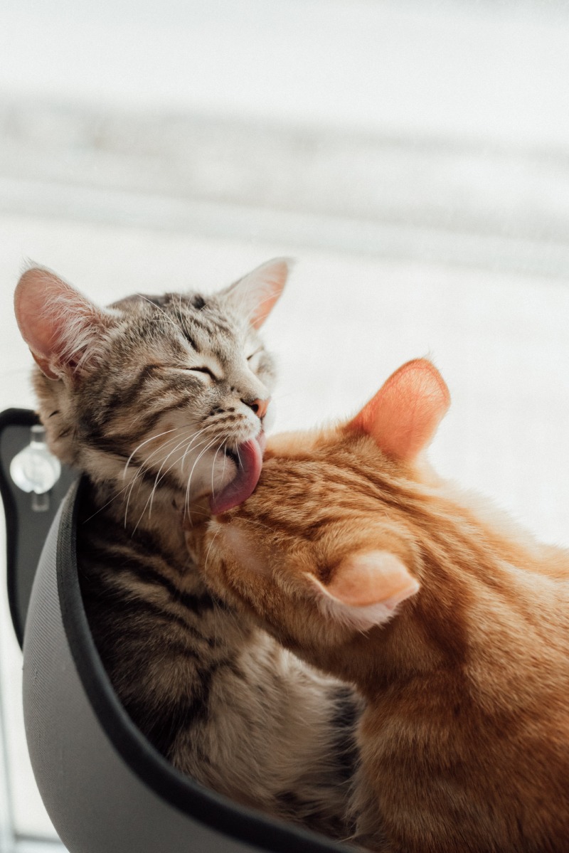 고양이 예비 집사라면 필독해야 할 고양이 용어사전! - 1탄