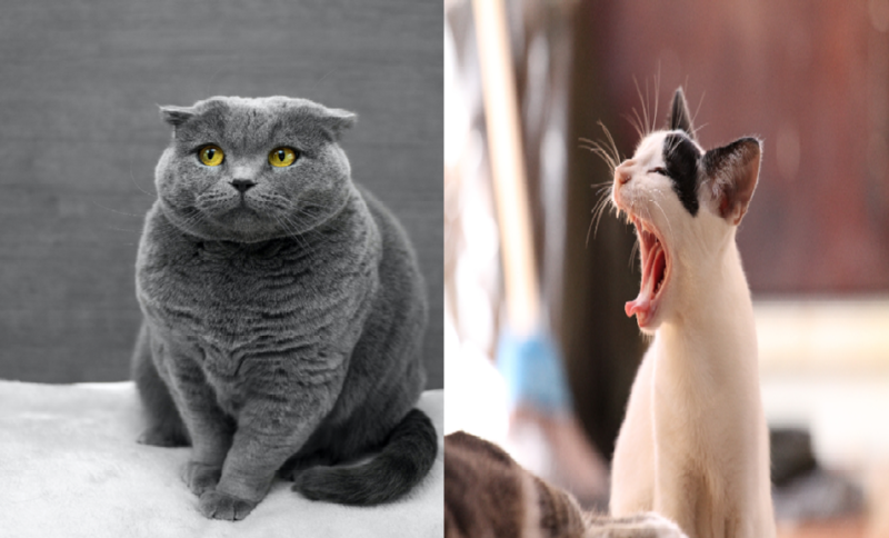 고양이 예비 집사라면 필독해야 할 고양이 용어사전! - 1탄
