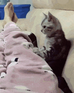 고양이 예비 집사라면 필독해야 할 고양이 용어사전! - 1탄
