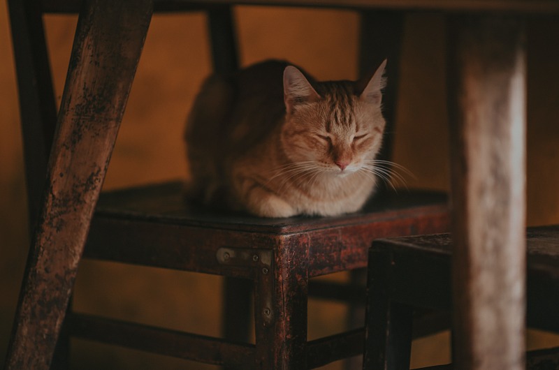 고양이 예비 집사라면 필독해야 할 고양이 용어사전! - 1탄
