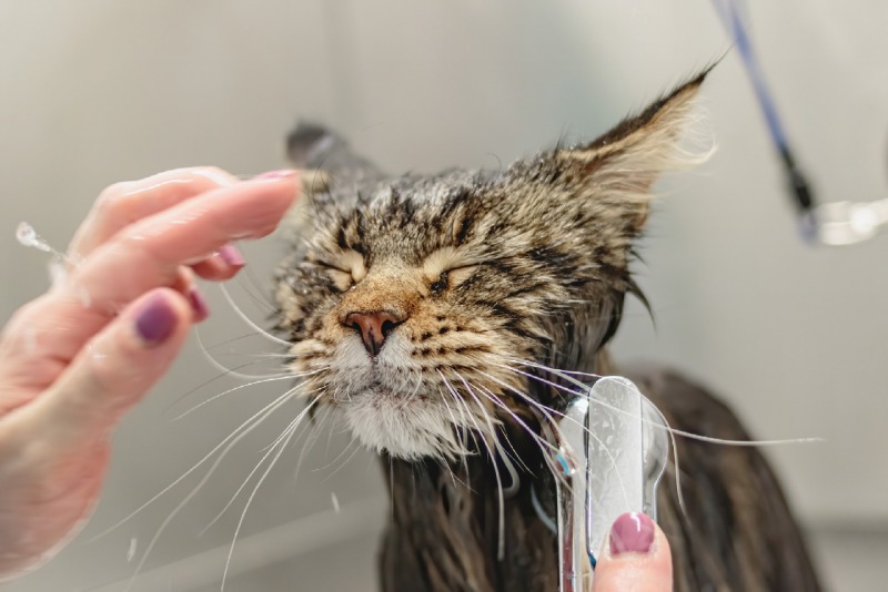 고양이 예비 집사라면 필독해야 할 고양이 용어사전! - 2탄