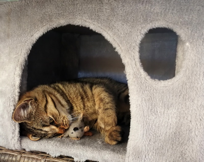고양이 예비 집사라면 필독해야 할 고양이 용어사전! - 2탄