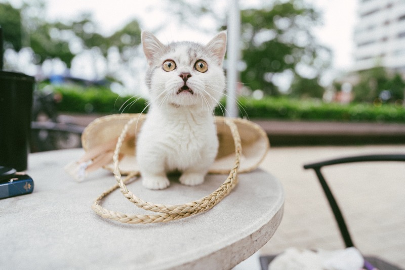 고양이 예비 집사라면 필독해야 할 고양이 용어사전! - 2탄