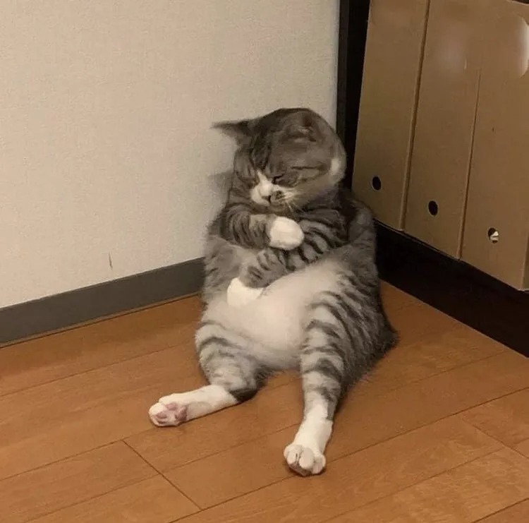 백신맞은고양이
