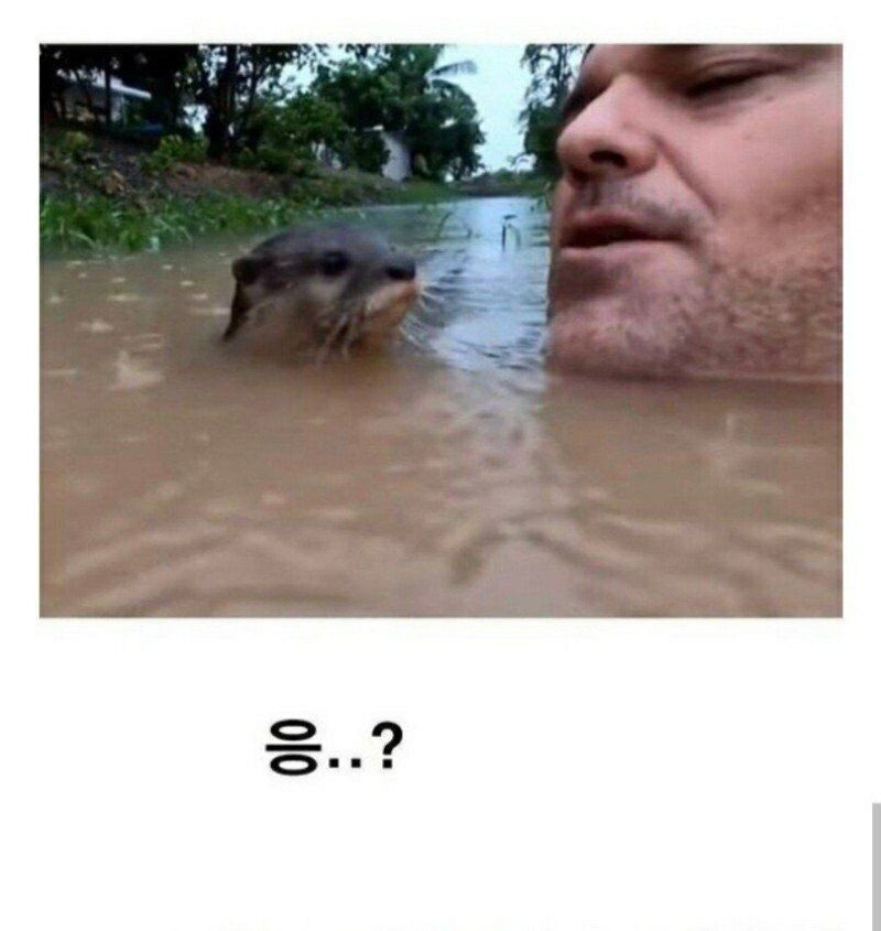 강물 수영의 위험성