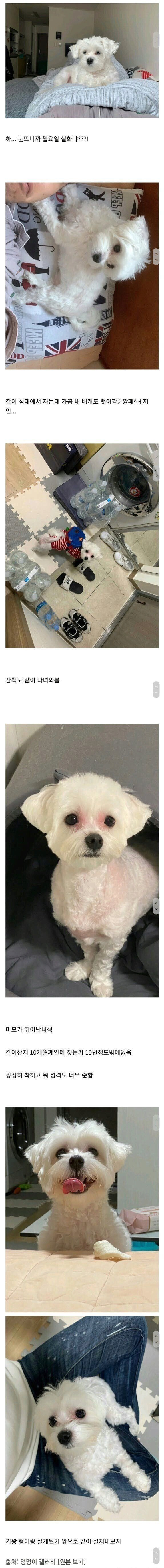 인생이 바뀐 댕댕이 