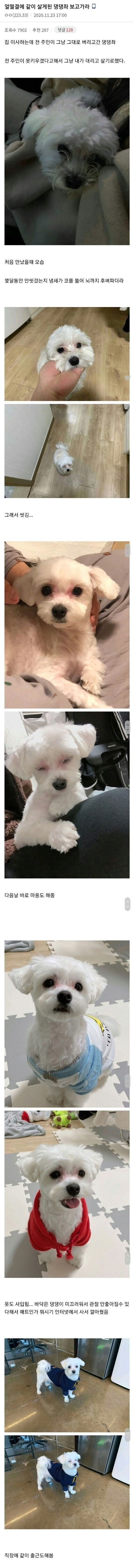 인생이 바뀐 댕댕이 