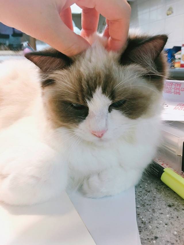 고양이 신체 부위별 반응 