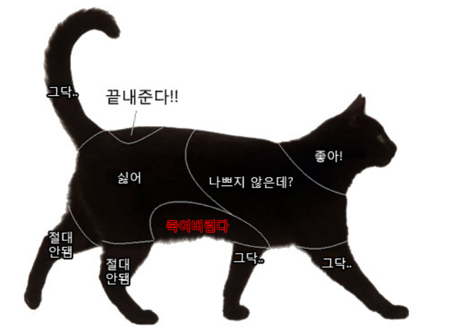 고양이 신체 부위별 반응 