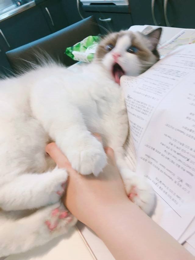 고양이 신체 부위별 반응 