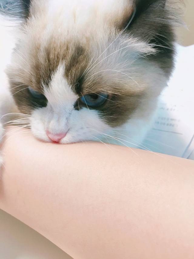 고양이 신체 부위별 반응 
