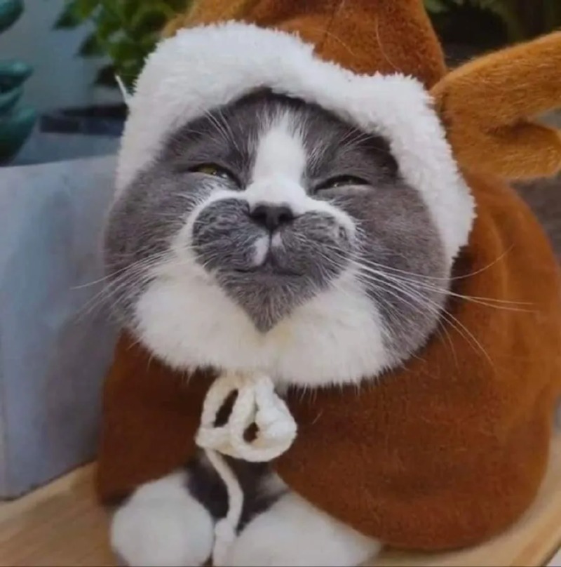 신기한 하트냥이 