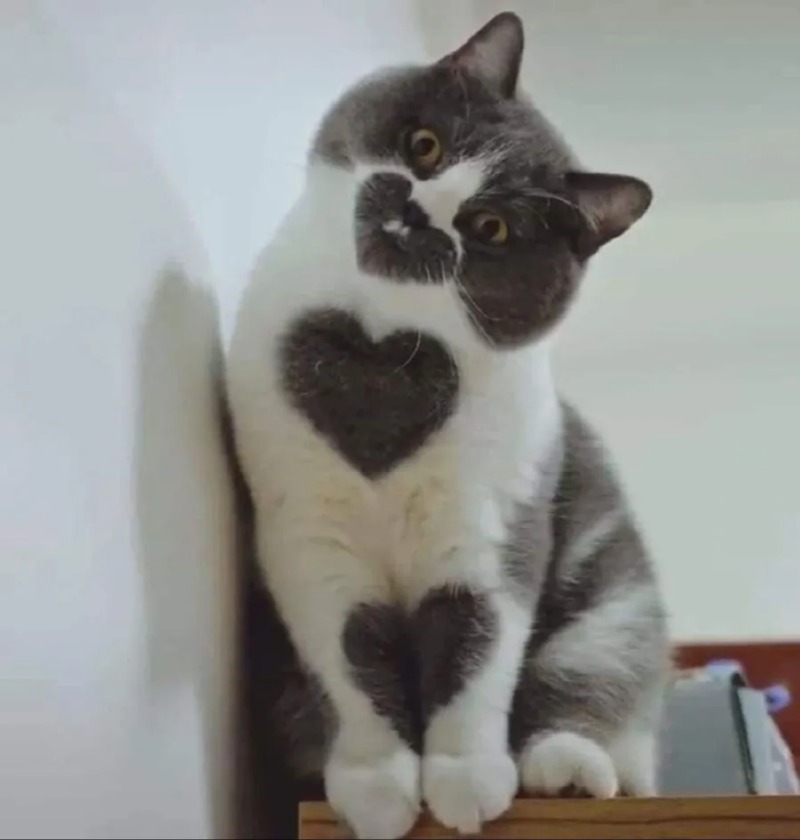 신기한 하트냥이 