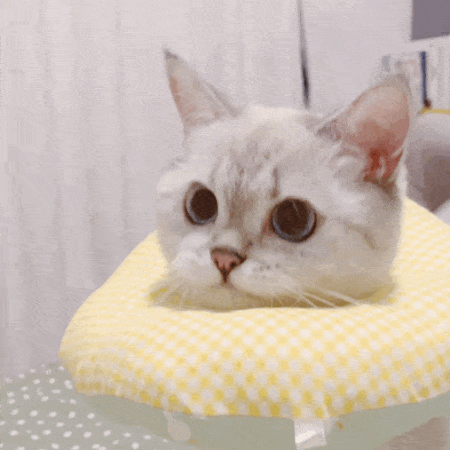 입맛 다시는 고양이