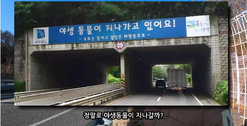 생태통로 60일 관찰, 정말로 야생동물들이 지나갈까? - 유튜버 새덕후님