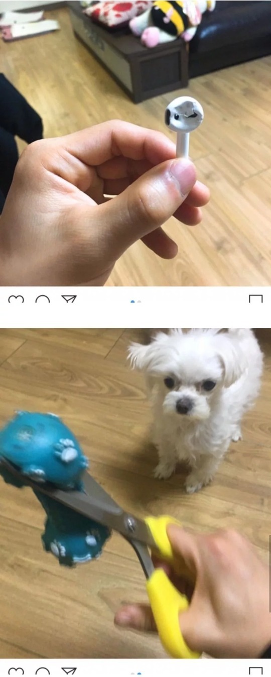 강아지라고 안봐준다