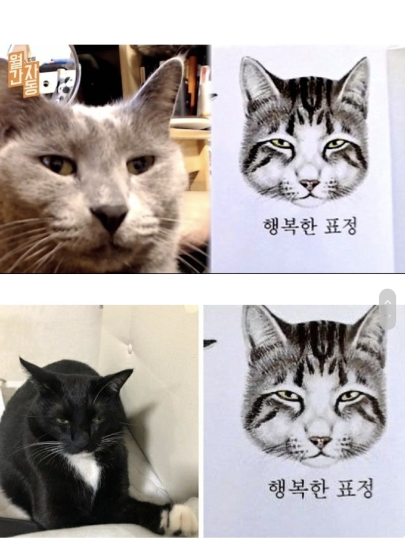 고양이의 표정을 알아보자