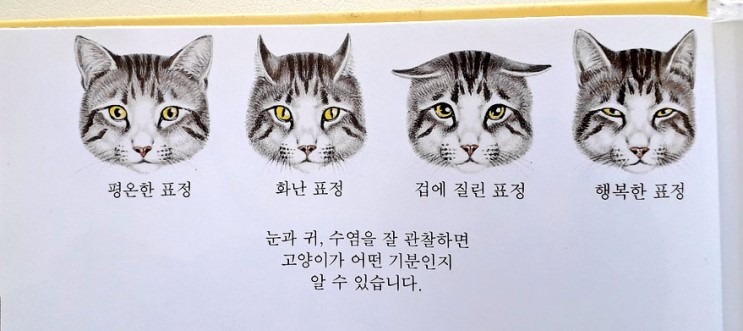 고양이의 표정을 알아보자