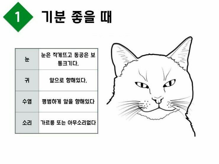 고양이의 표정을 알아보자