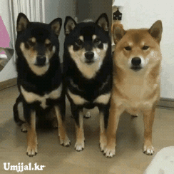 시바 시바 시바