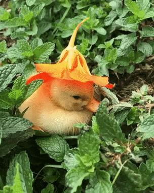 오리에게 모자를 씌워보자