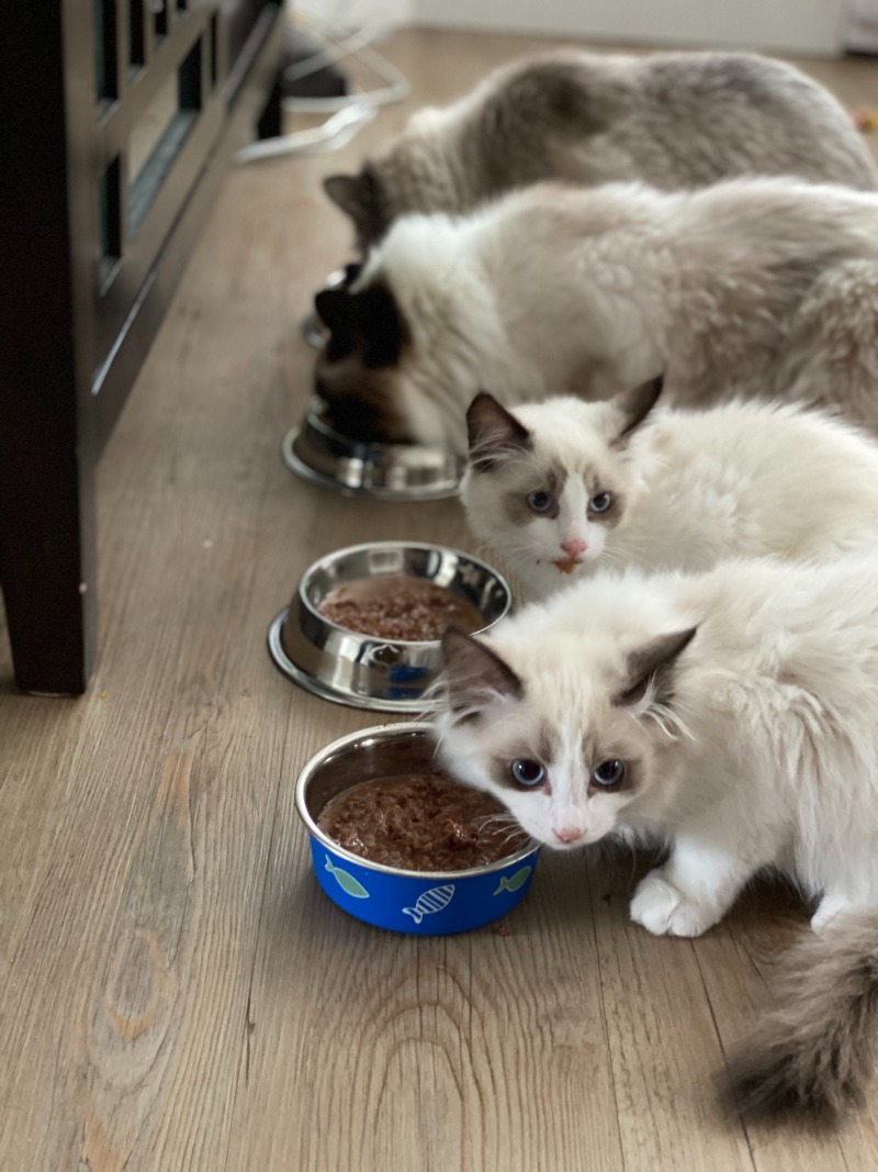 고양이 양육 시 필수 준비물!!