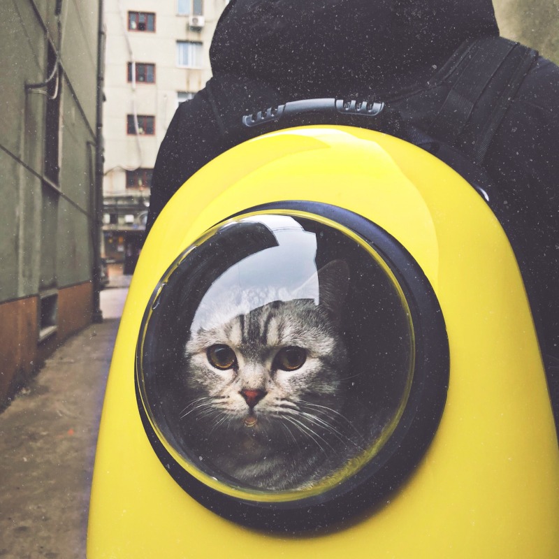 고양이 양육 시 필수 준비물!!