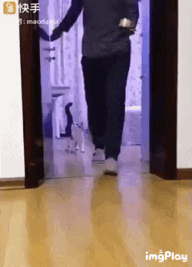 고양이 놀리기