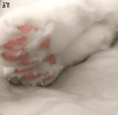 고양이 핑크젤리