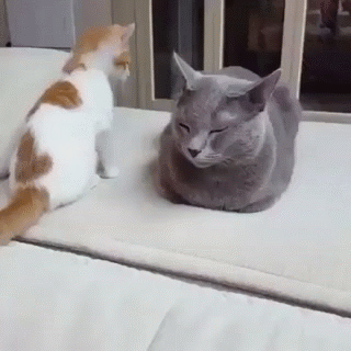 형아 놀아줘