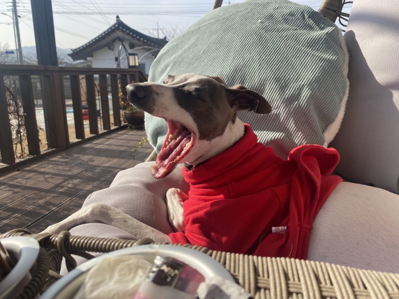 아이쥐 사또