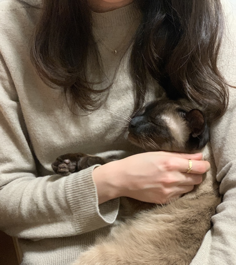 참고로 울집고양이아님..