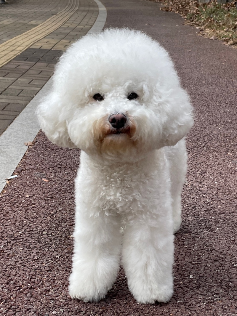 필굿 애견미용