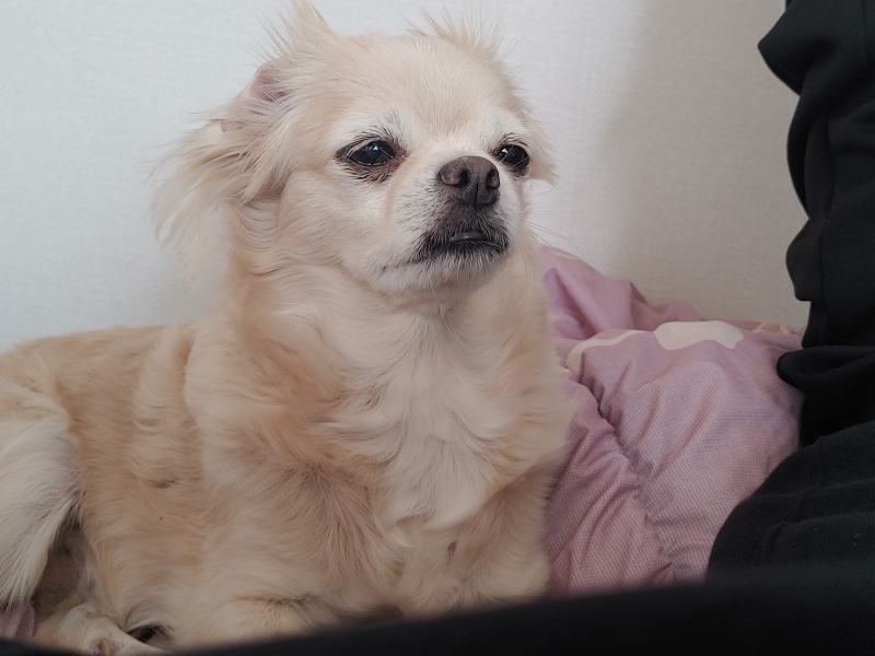 졸린강아지