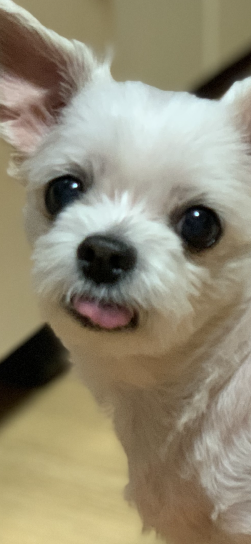 간식빨리 주세여 현기증 나요!!!!🤬