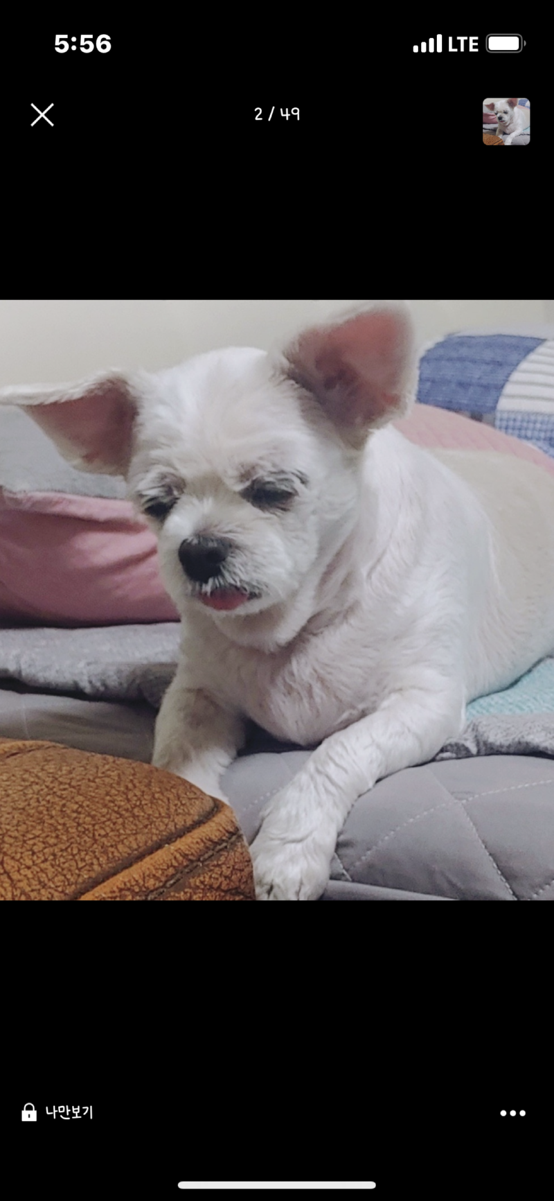 너무 잘 먹여도 문제....