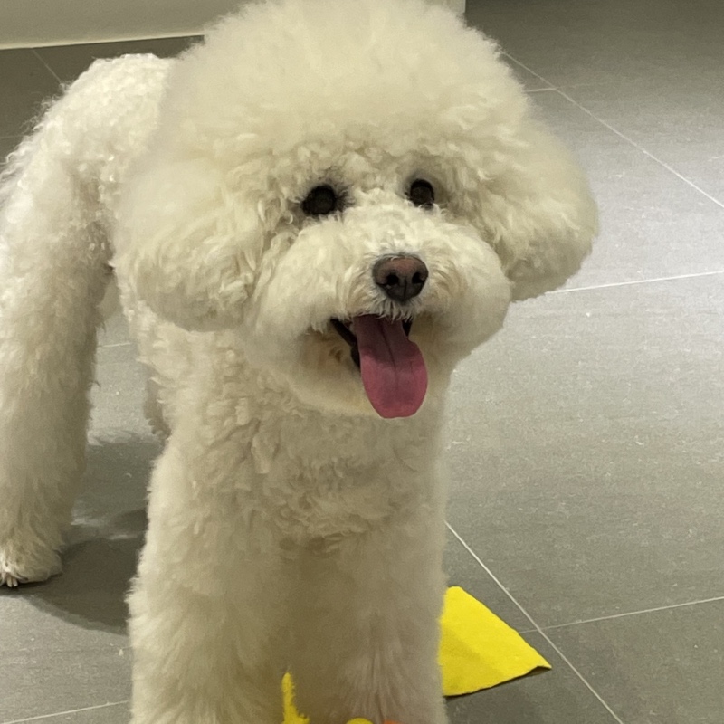 신난 개 