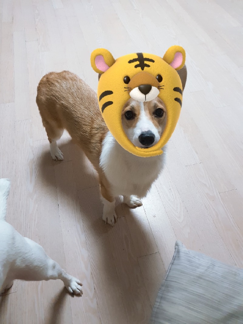 복 마니 받으세요 어흥