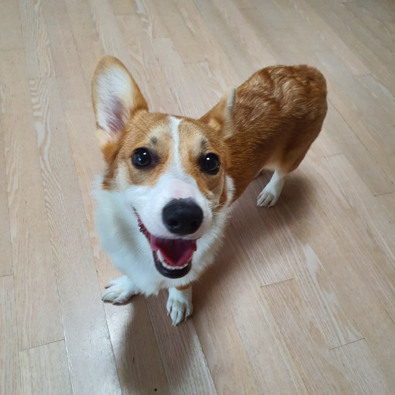 복 마니 받으세요 어흥