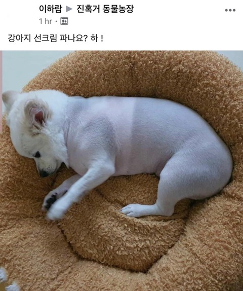 강아지 선크림 파나요?!? 