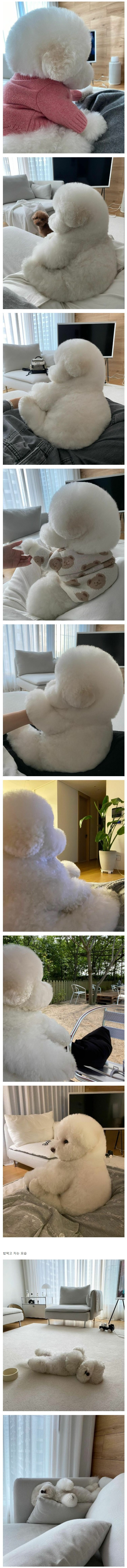 비숑의 둔둔한 옆모습