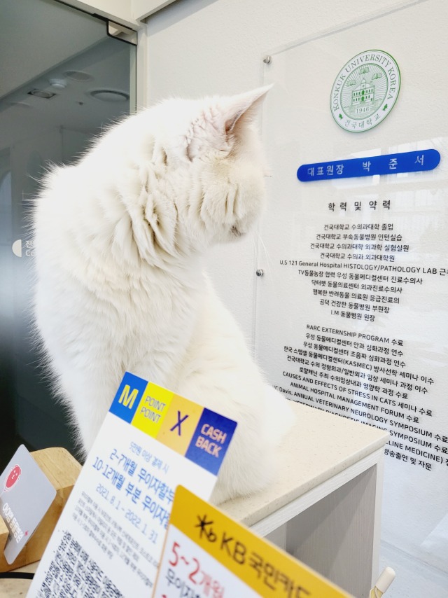무릎냥이가 반겨주는 아이엠동물병원 