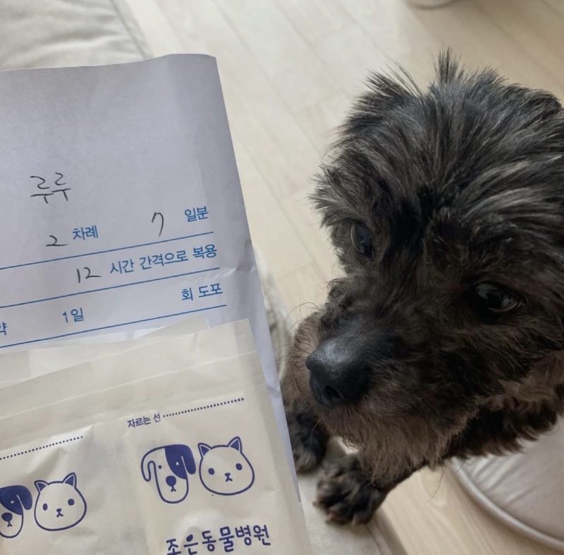 조은동물병원 