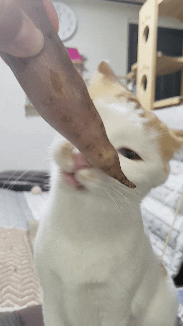 겨울철에 고구마 먹는 고양이 (고양이도 고구마 먹어도 되나?)