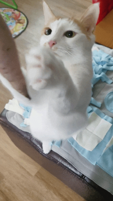 겨울철에 고구마 먹는 고양이 (고양이도 고구마 먹어도 되나?)