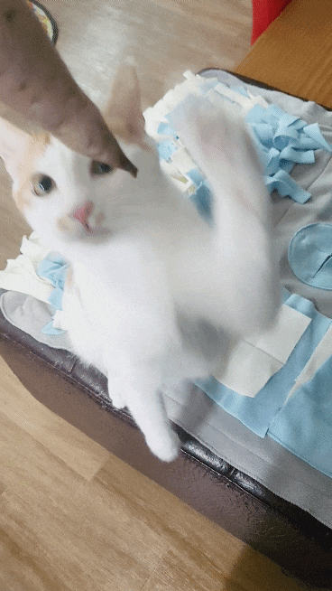 겨울철에 고구마 먹는 고양이 (고양이도 고구마 먹어도 되나?)